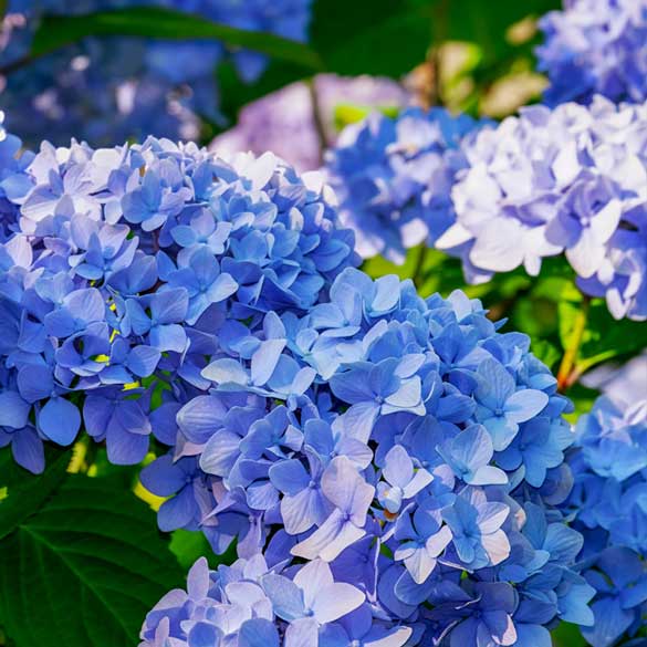 hydrangea hortensia macrophylla bleu