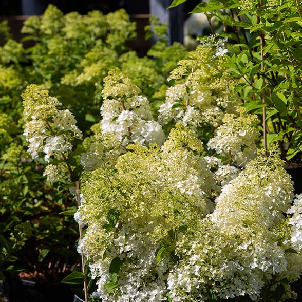 hydrangea hortensia paniculata