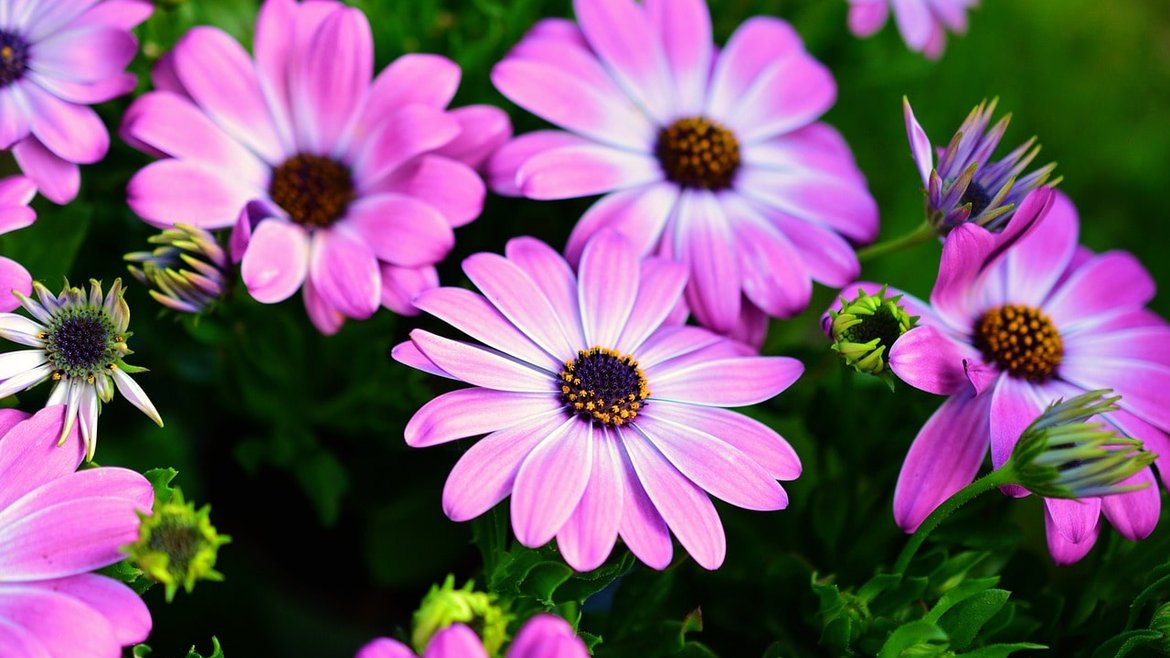 Marché Couvert - Marguerite - Garden Centre Schilliger