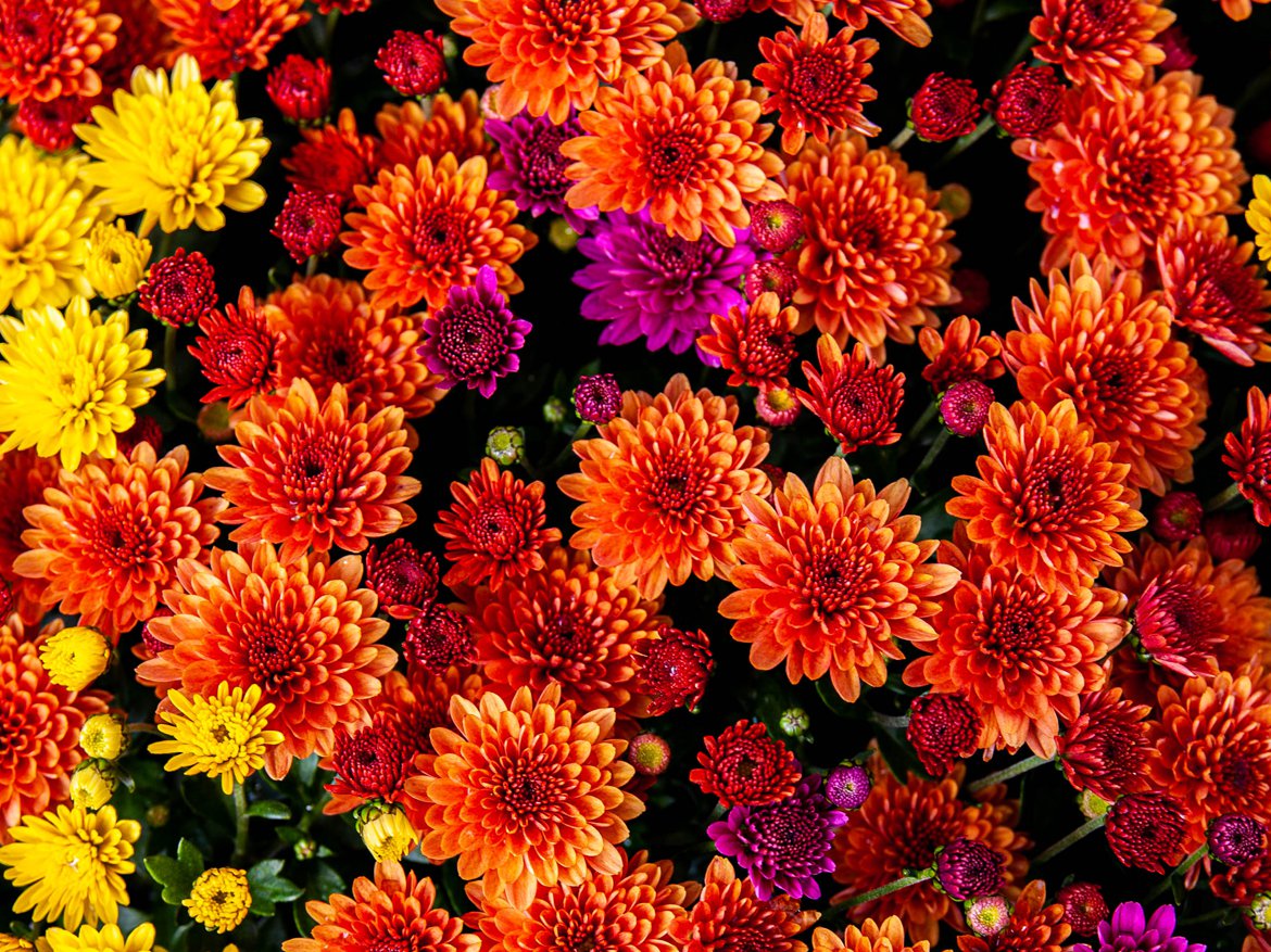 Chrysanthèmes - Calendrier jardinier du mois d'octobre