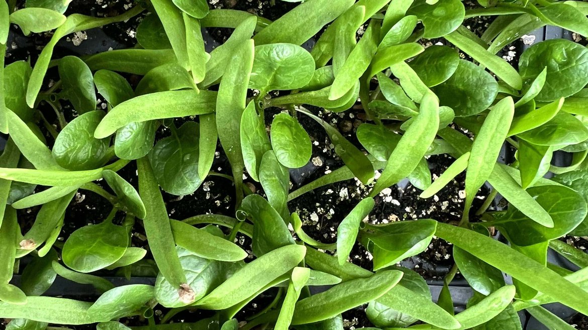 Pépinière - Plantons de légumes - Schilliger