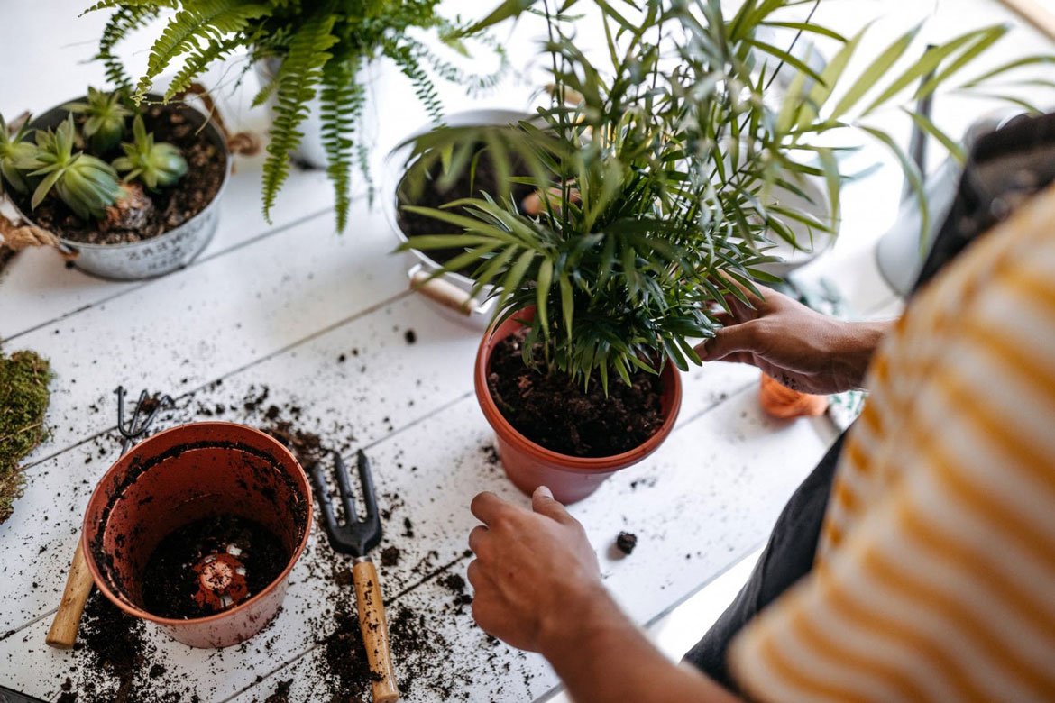 Nos univers - Soin des plantes - Schilliger