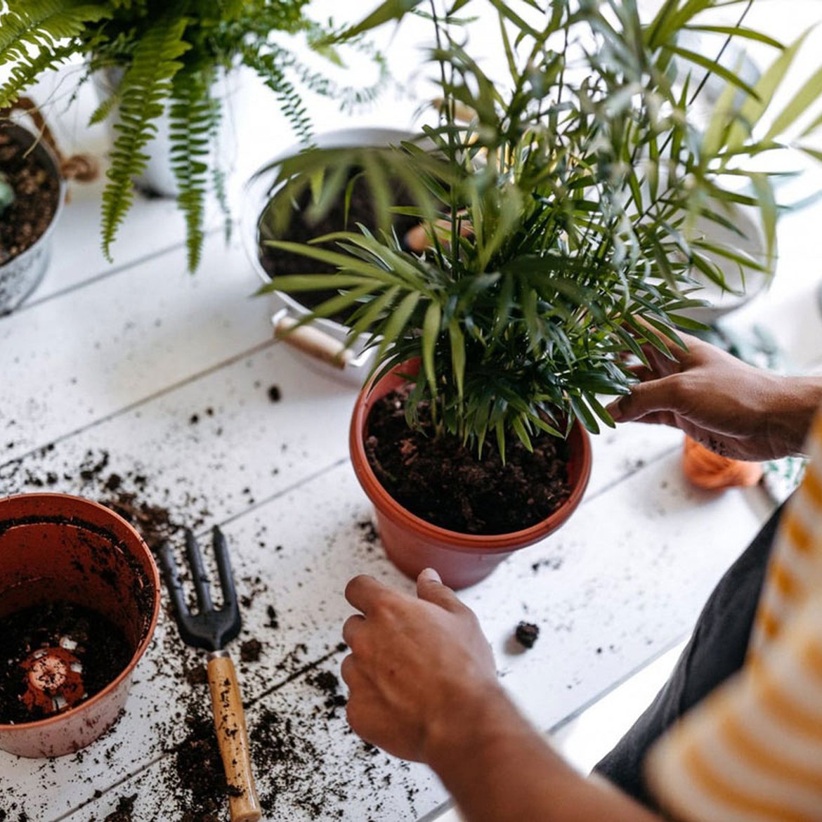 Nos univers - Soin des plantes - Schilliger