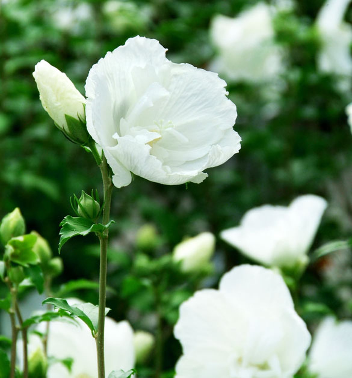 Hibiscus de jardin - Hibiscus syriacus