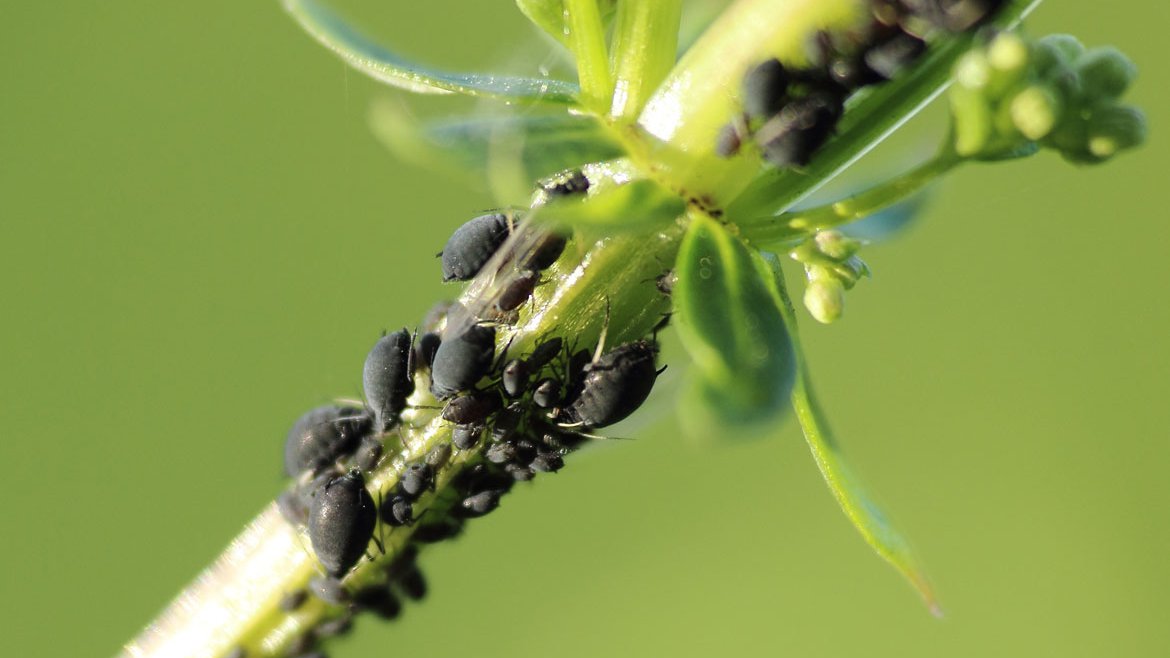 Services - Diagnostic santé des plantes - Jardin & extérieurs