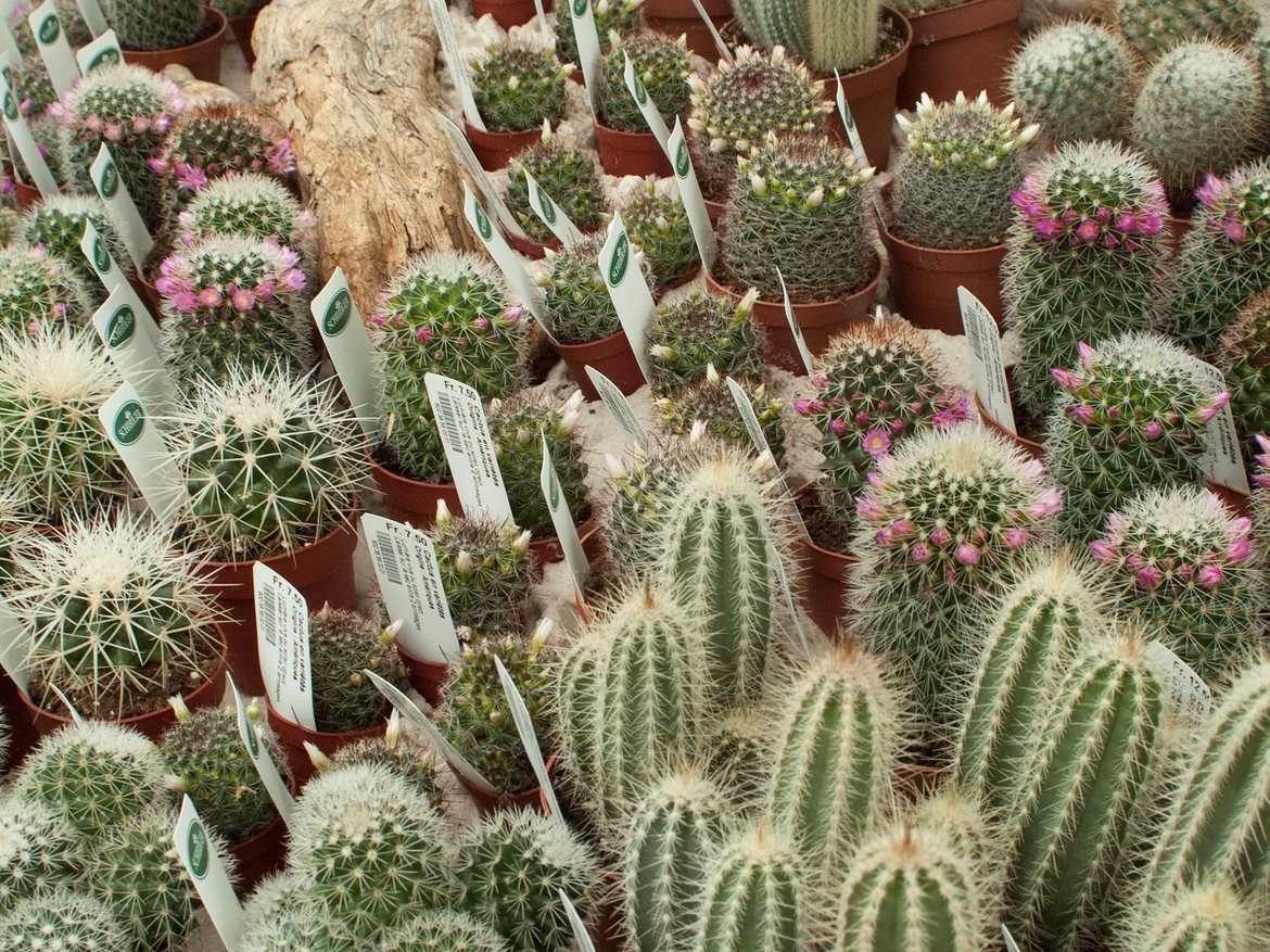 cactus