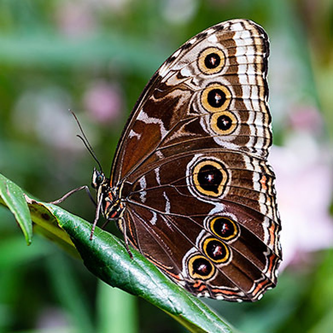 Papillon Guindineau bleu de Morpho