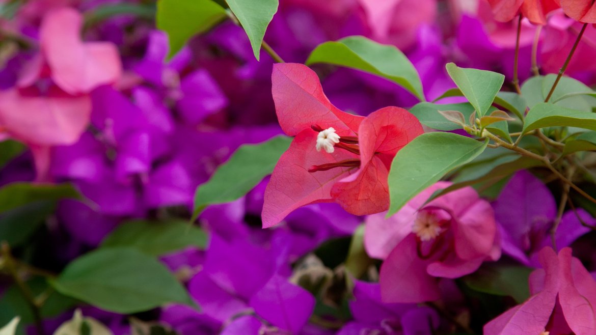 bougainvillier - garden centre schilliger