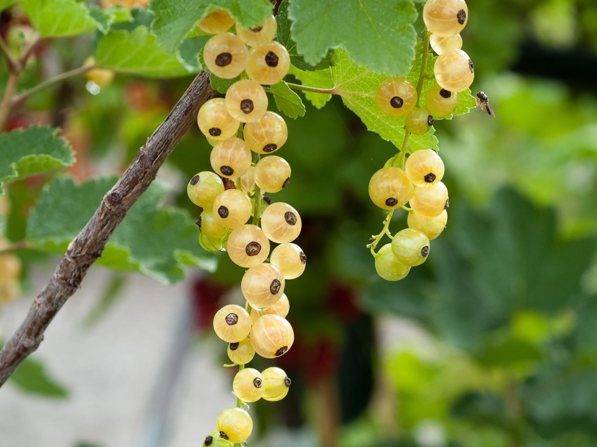 fruitiers et petits fruits