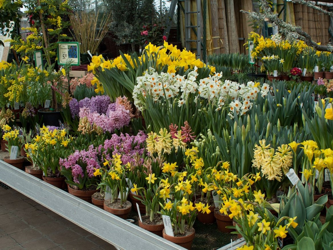 bulbes à fleurs - Schilliger Garden Centre