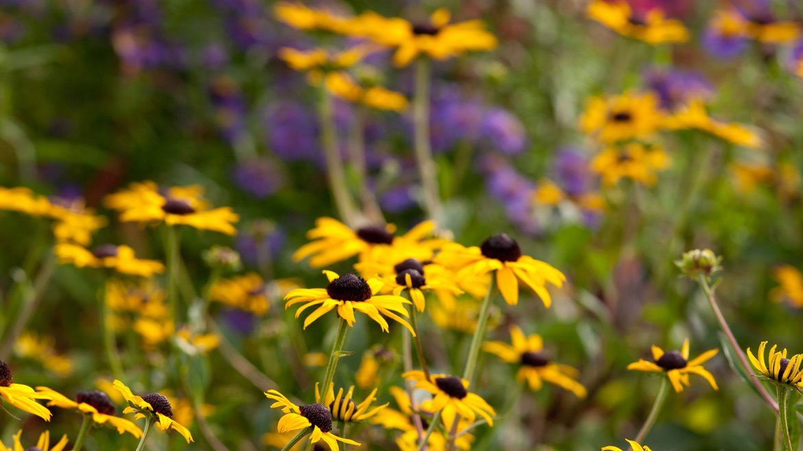 Plantes vivaces, alliées du jardin