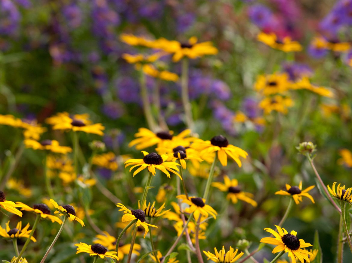 Plantes vivaces, alliées du jardin