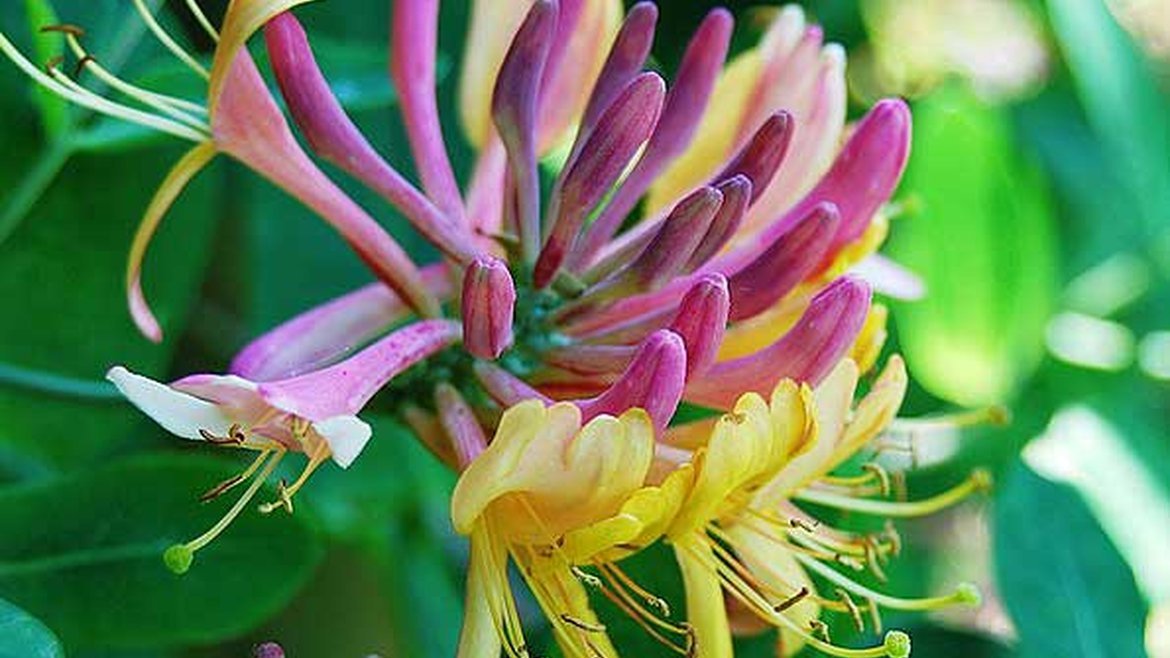 Pépinière - Plantes Grimpantes - Garden Centre Schilliger