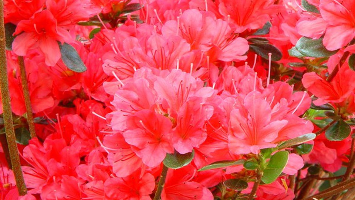 Terre de Bruyère - Hortensia Hydrangea macrophylla- Garden Centre Schilliger