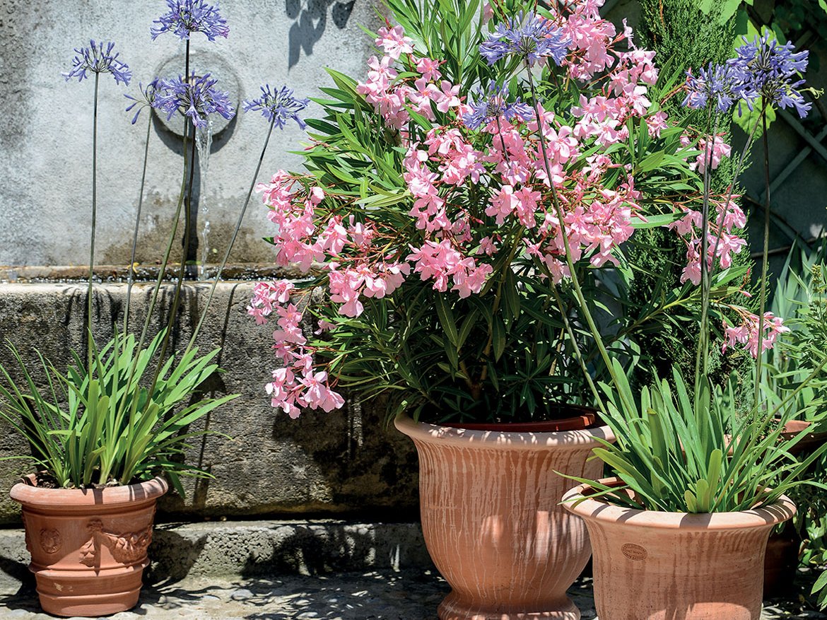 Lauriers rose et agapanthes dans des pots en terre cuite pour un air du Sud - Schilliger