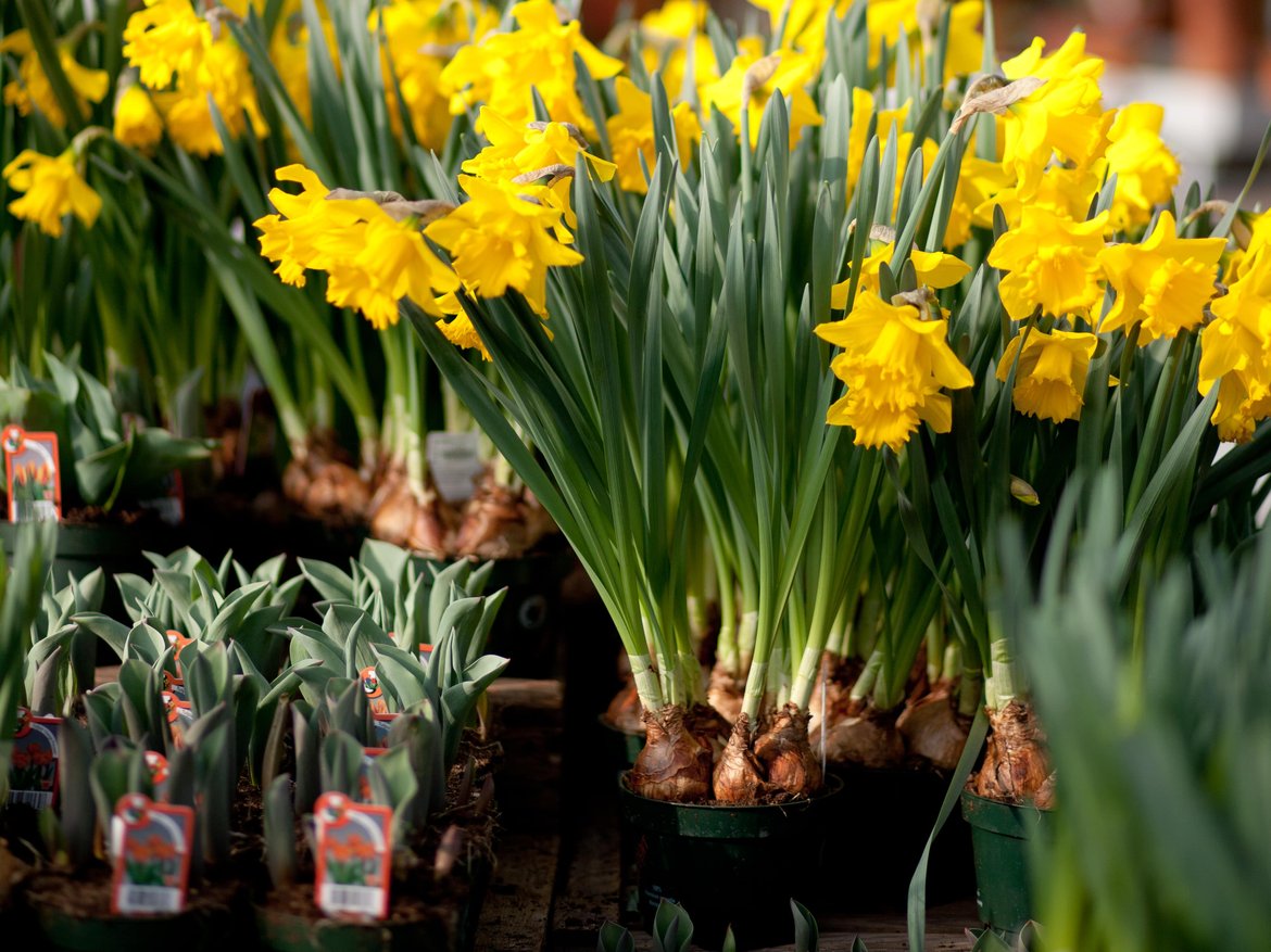 jonquilles - narcisses - marché aux fleurs - bulbes à fleurs - Schilliger Garden Centre