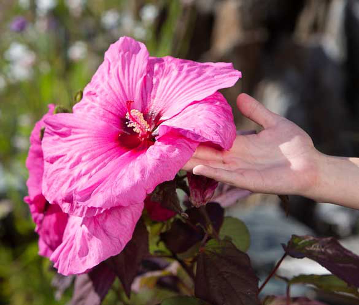 Hibiscus des marais - hibiscus moscheutos