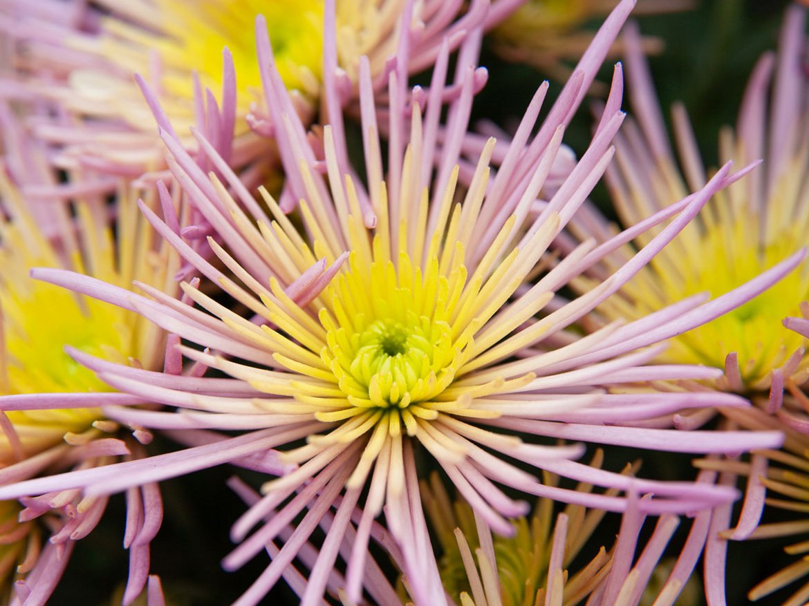 Chrysanthèmes - Calendrier jardinier du mois d'octobre