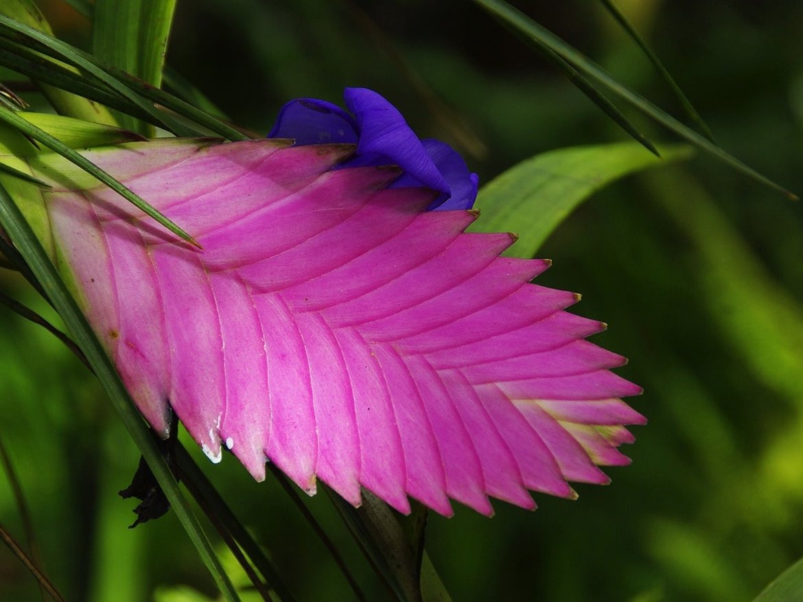 tillandsia broméliacées