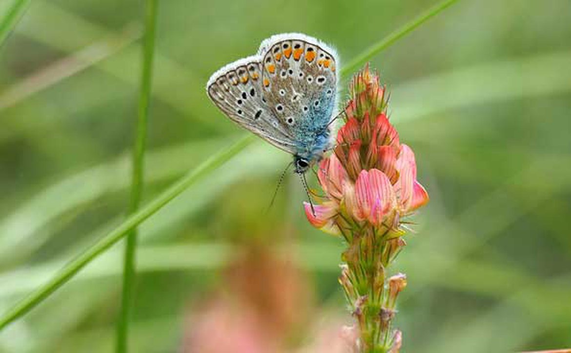 Fleur mellifère