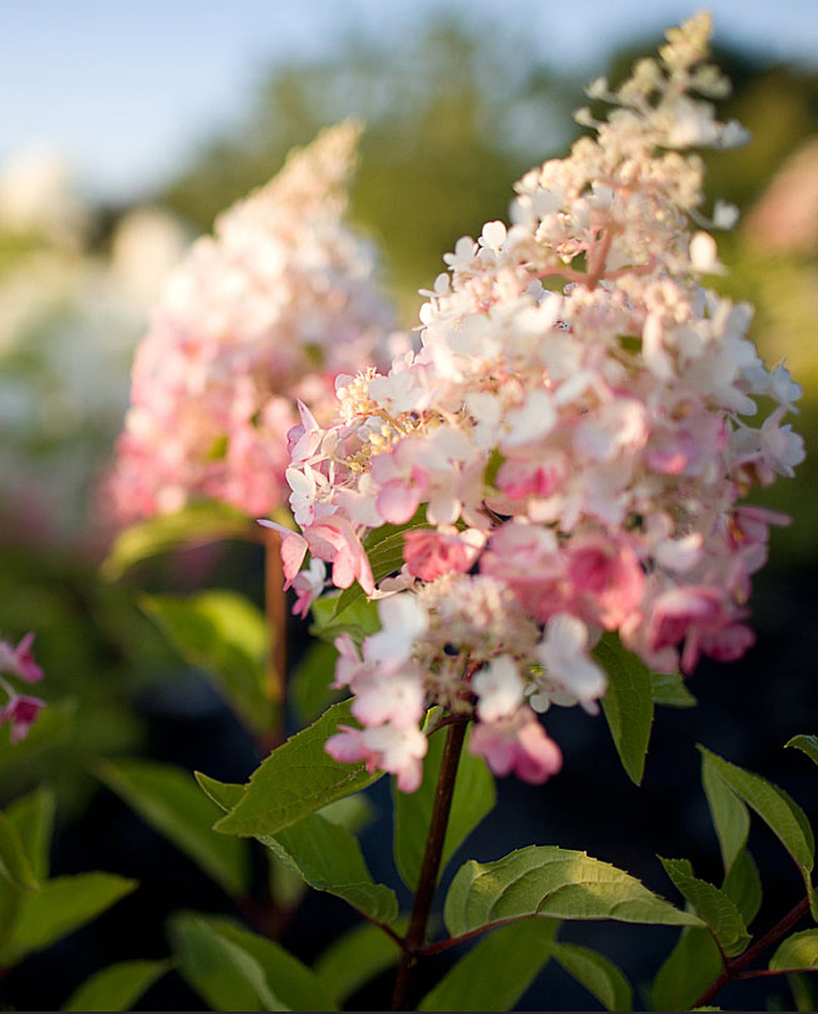 Hydrangea paniculata - une floraison durable et des coloris subtils