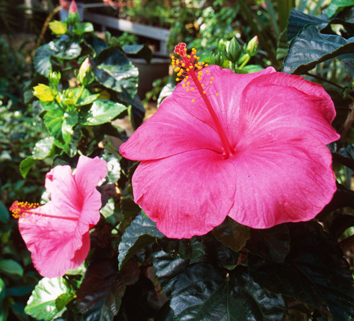 Hibiscus de Chine - Hibiscus rosa-sinensis