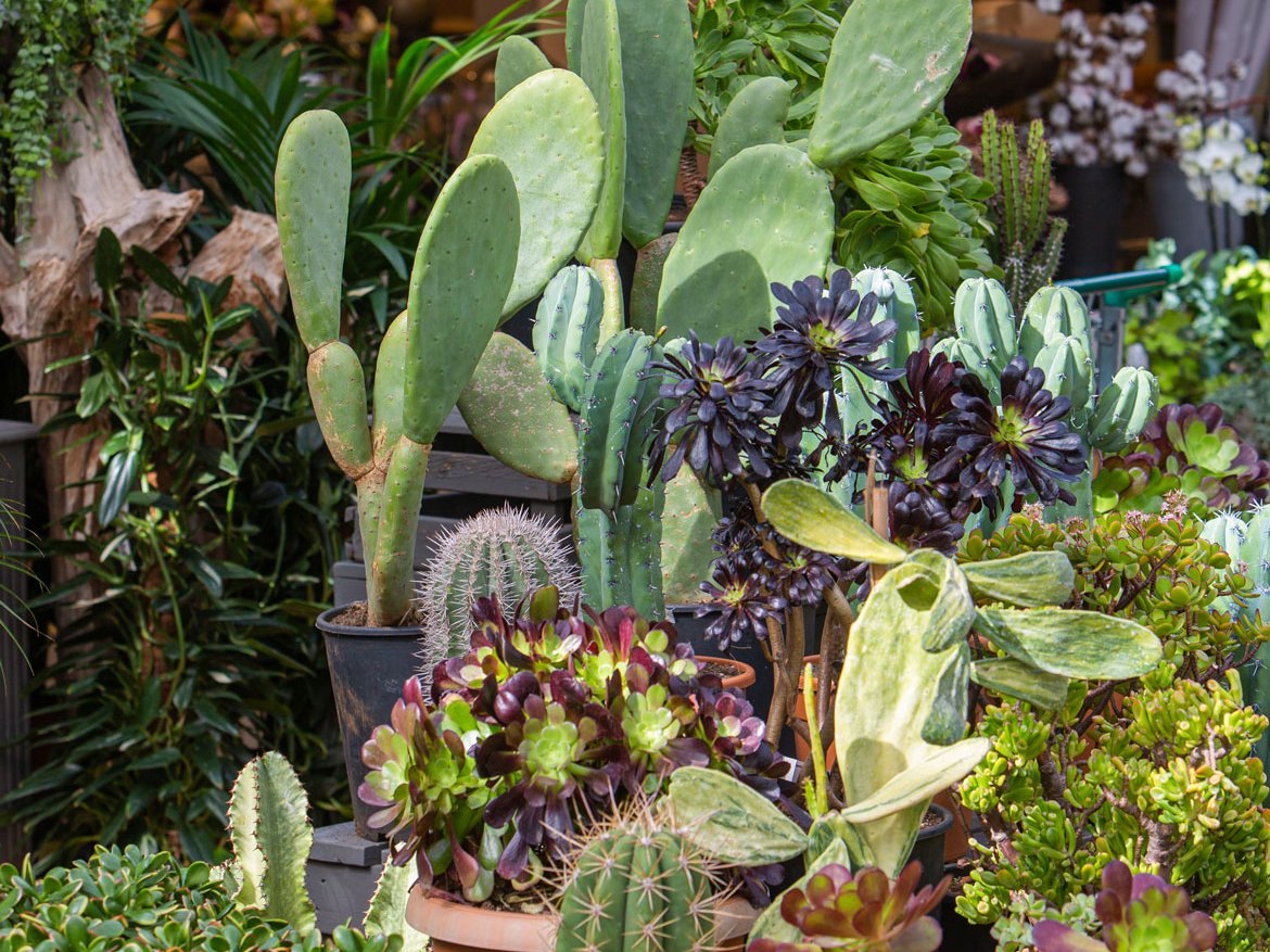 Plantes d'intérieur - Source de bien-être - Schilliger