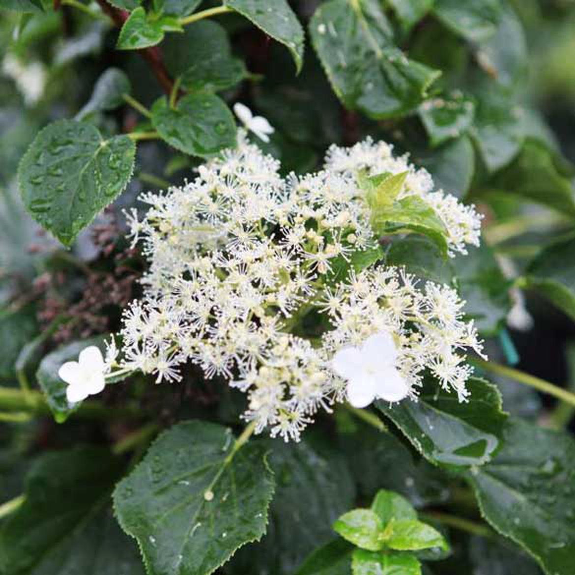 hydrangea hortensia petiolaris