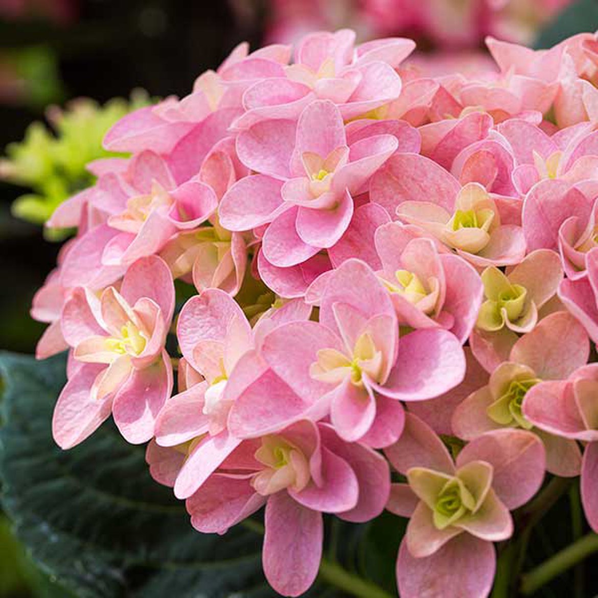 Le point de nos experts sur les hortensias-hydrangea