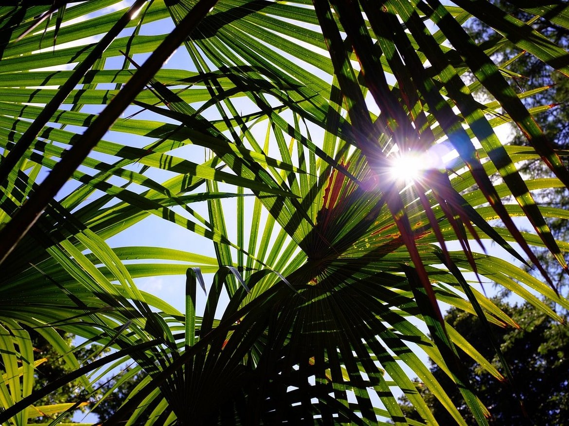 serre tropicale - palmier