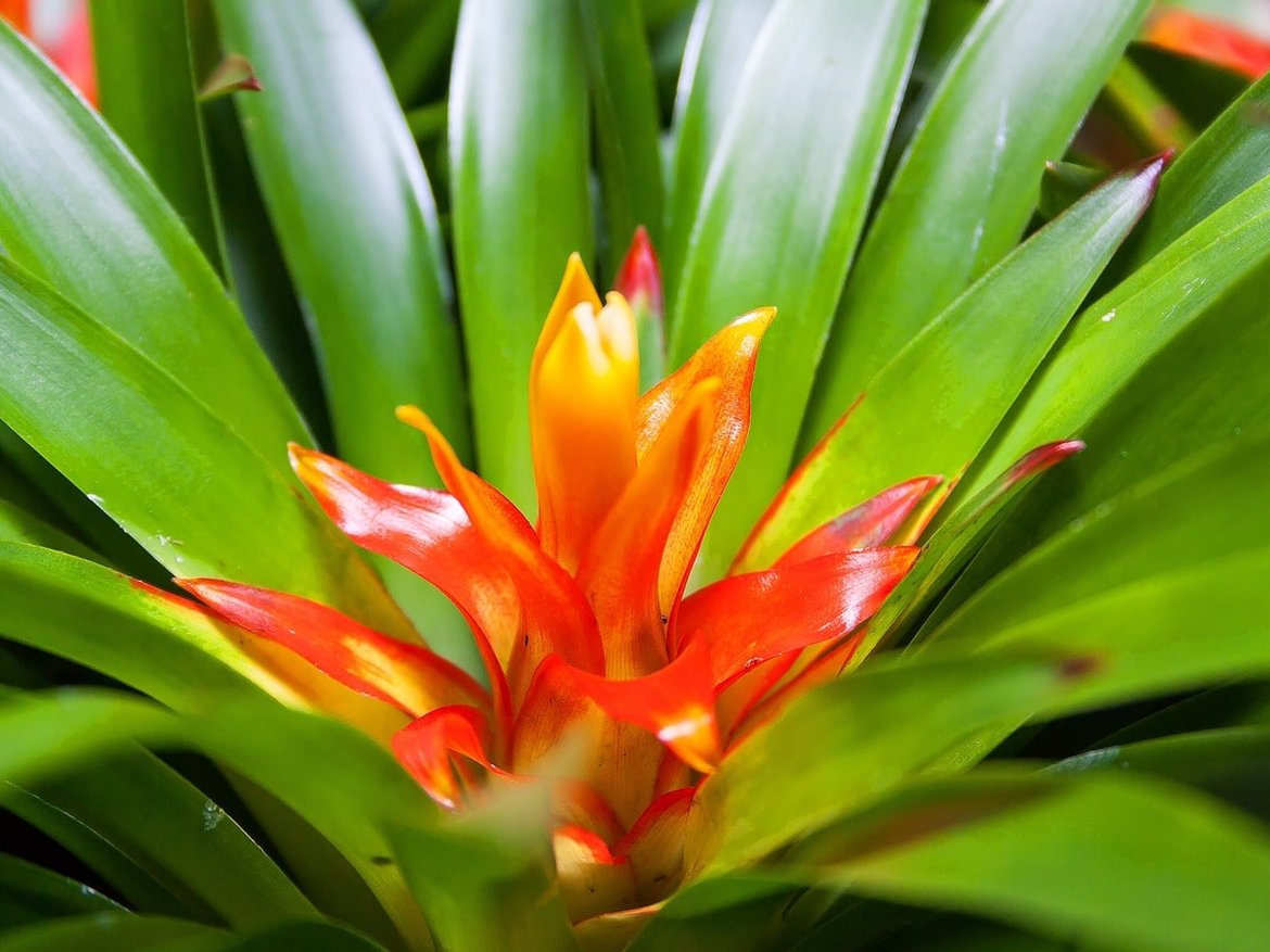 Guzmania Broméliacées