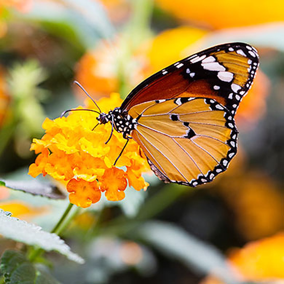 Papillon Petit Monarque