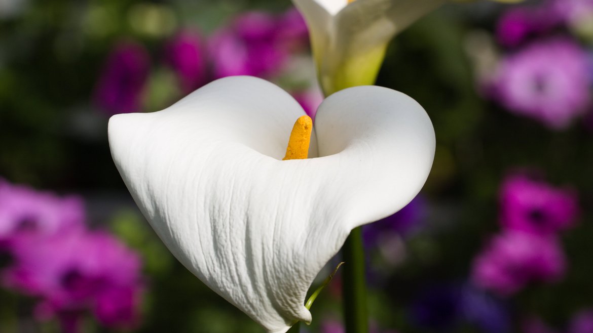 Pépinière - Bulbes à fleurs - Schilliger