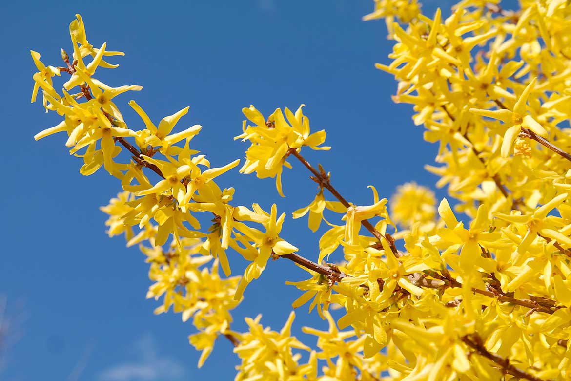 Forsythia