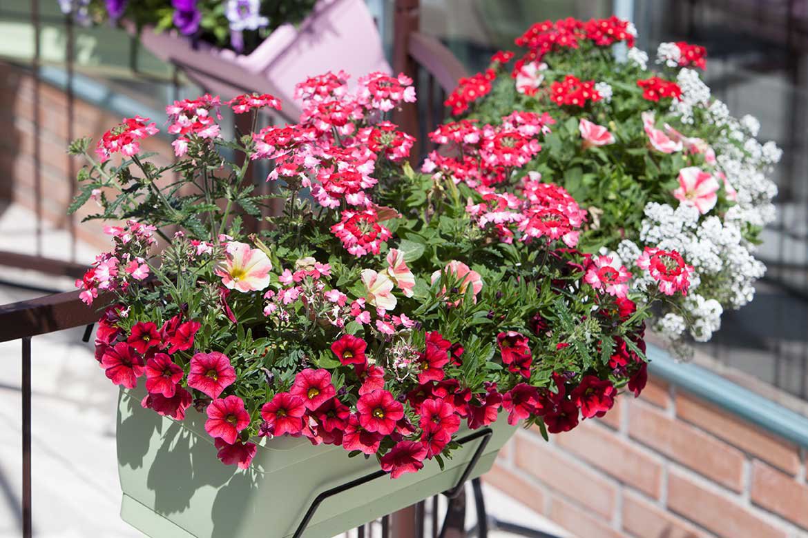 Balconnière de fleurs du mois de juin