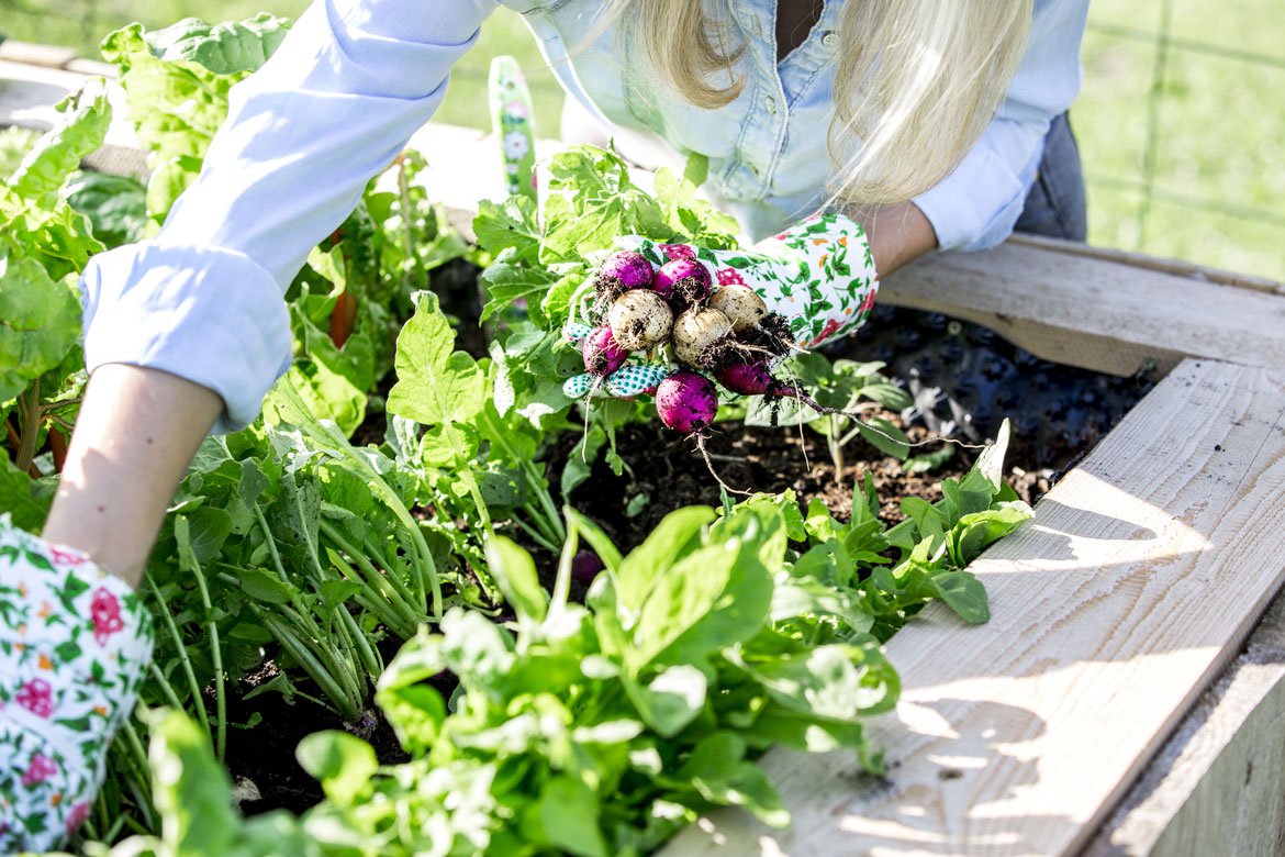 Jardin potager du jardin à l'assiette