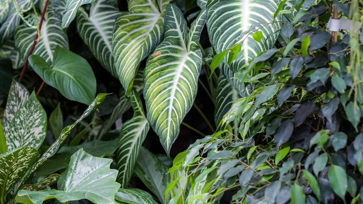 Serre Tropicale - Plantes Vertes - Garden Centre Schilliger