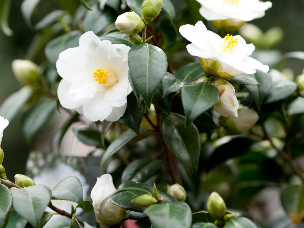 camélia du japon - garden centre schilliger