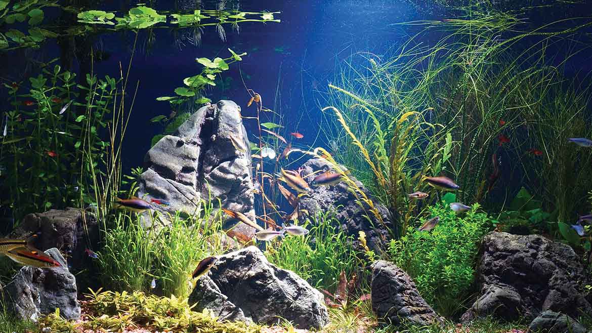 Aquarium aquascaping