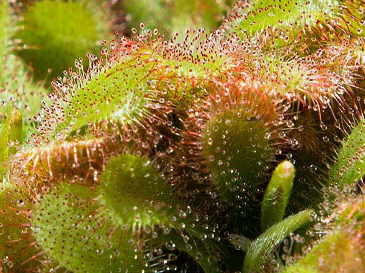 drosera