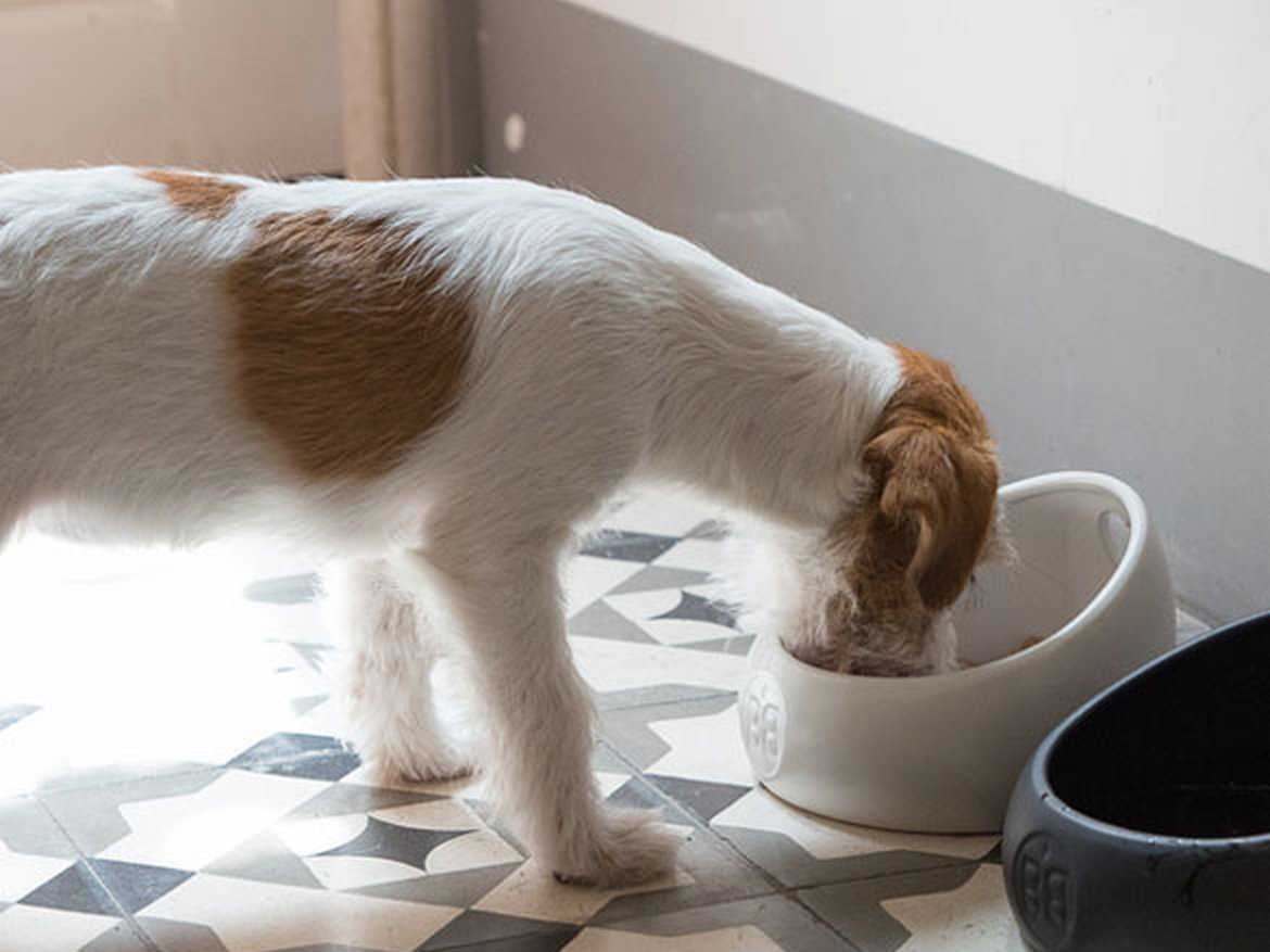 Faire du Barf avec son chien - Schilliger