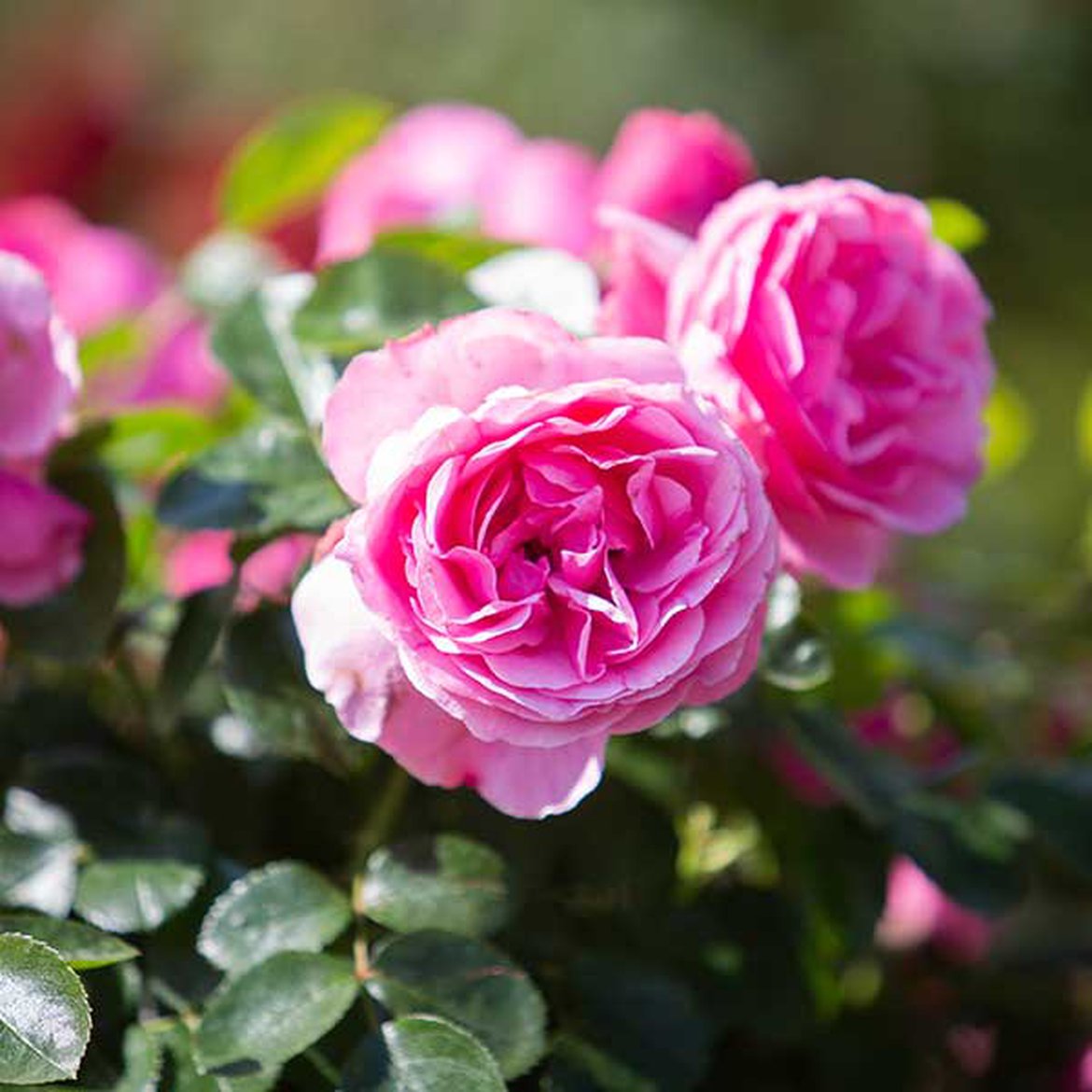 Les rosiers, indispensables dans le jardin