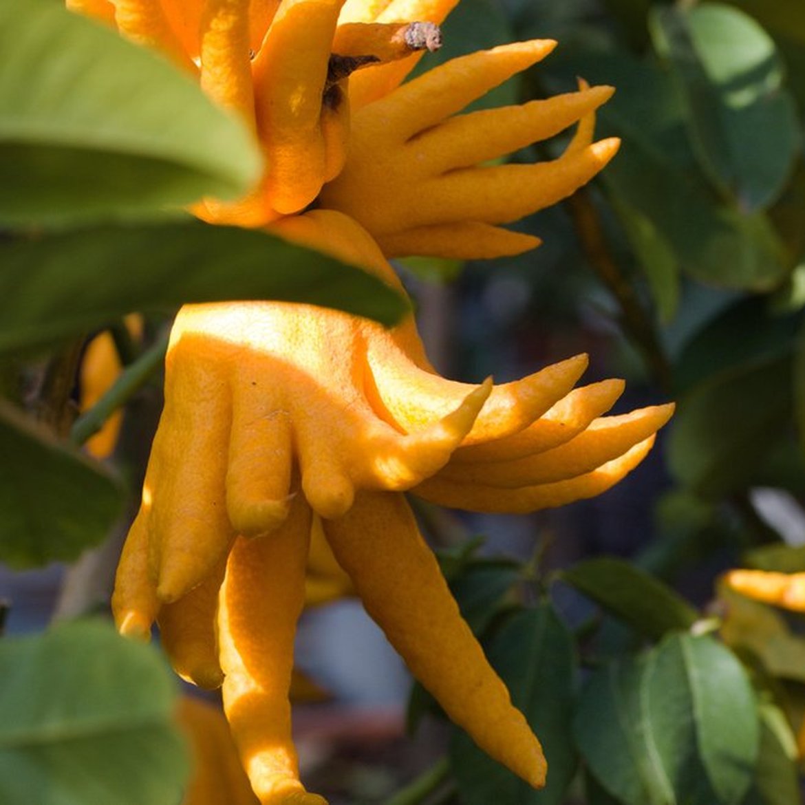 Nos univers - Plantes - Plantes d'orangerie