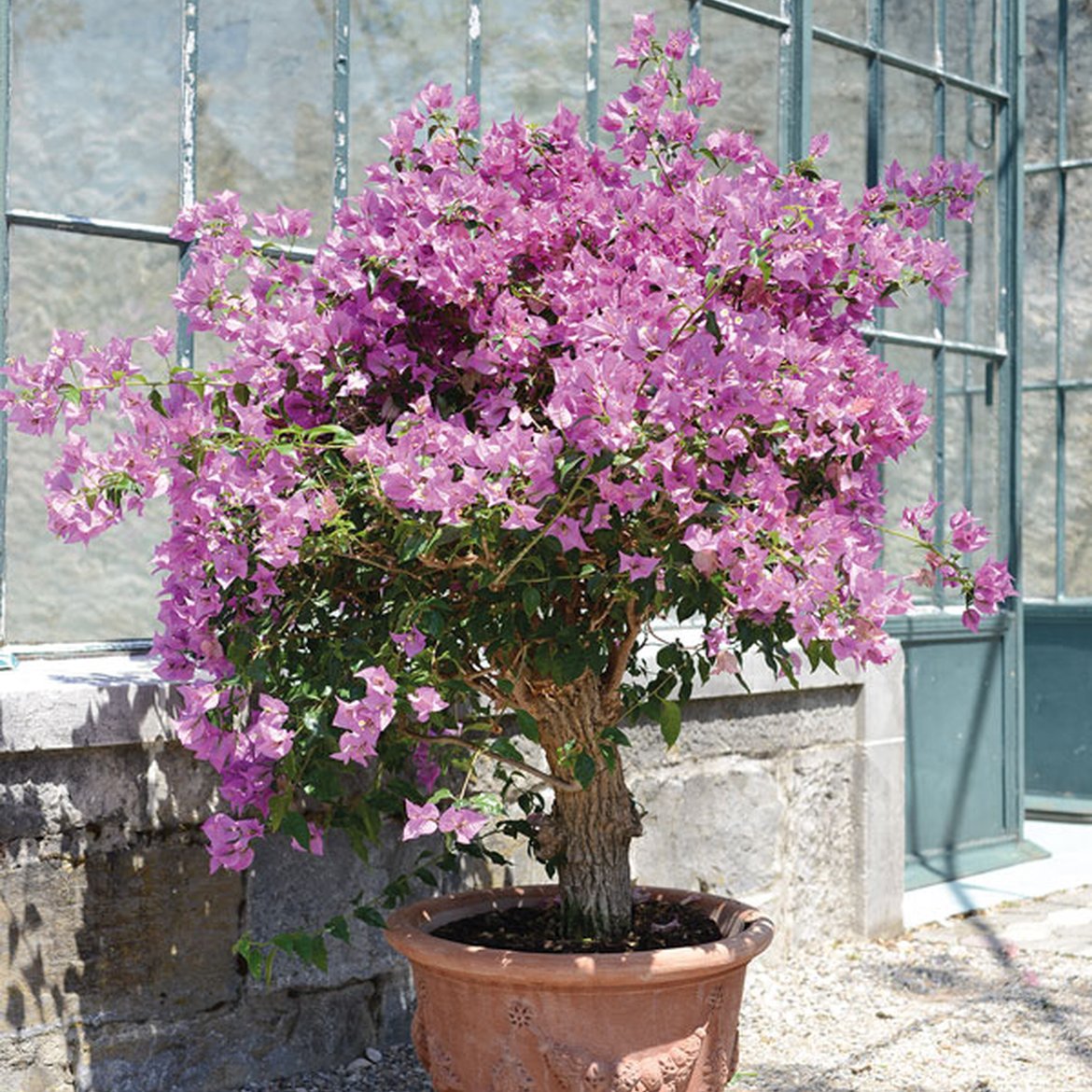 bougainvillier  - garden centre schilliger