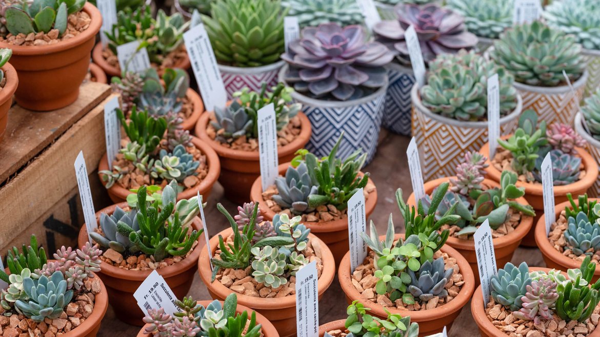 Serre Tropicale - Cactus et plantes grasses - Schilliger