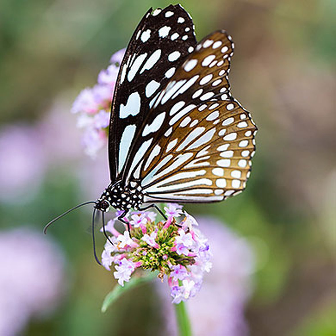 Papillon Blue Tiger Danaus limniace