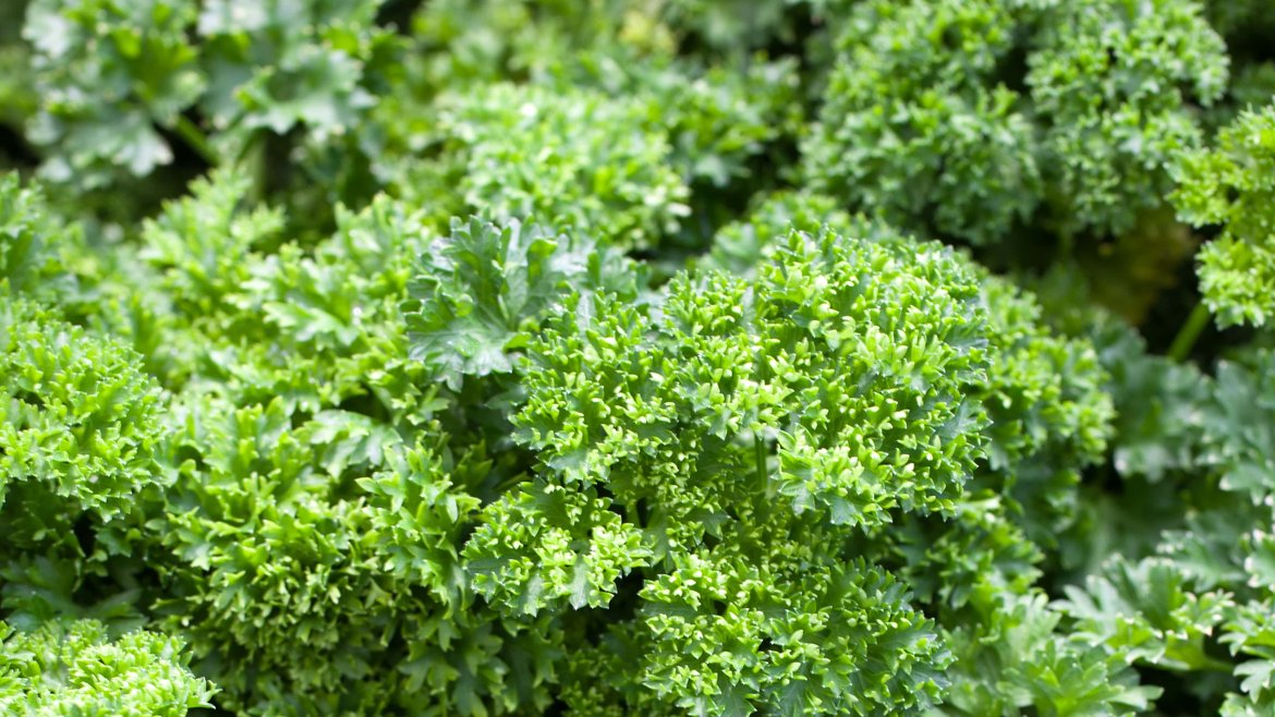 Marché Couvert - Aromatiques - Garden Centre Schilliger