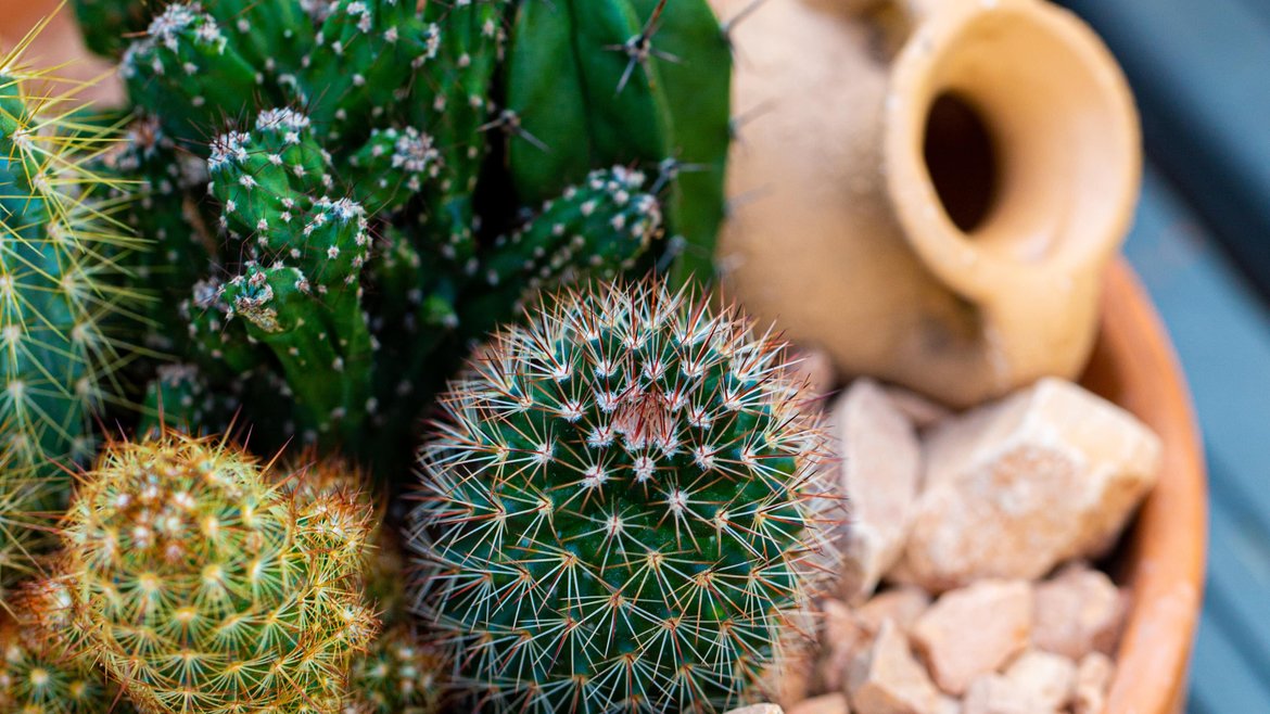 cactus schilliger garden