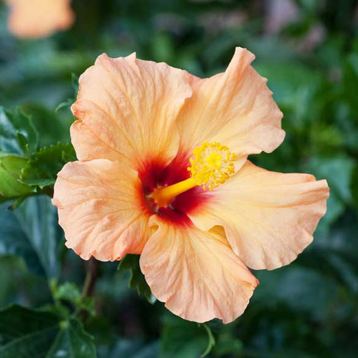 Hibiscus de chine - hibiscus rosa sinensis