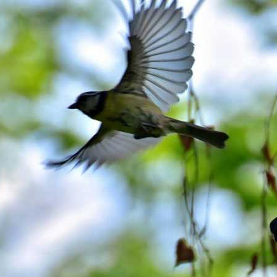 Blog | Nichoirs à oiseaux | Schilliger